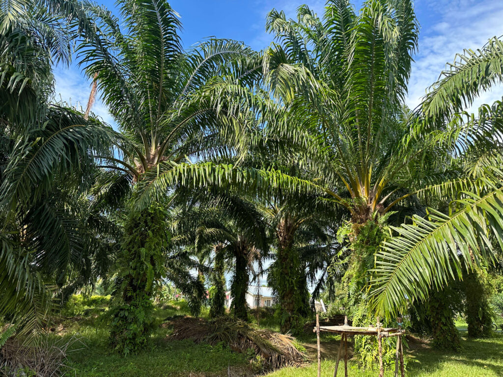 Kieserite for oil palm plantation fertilizer