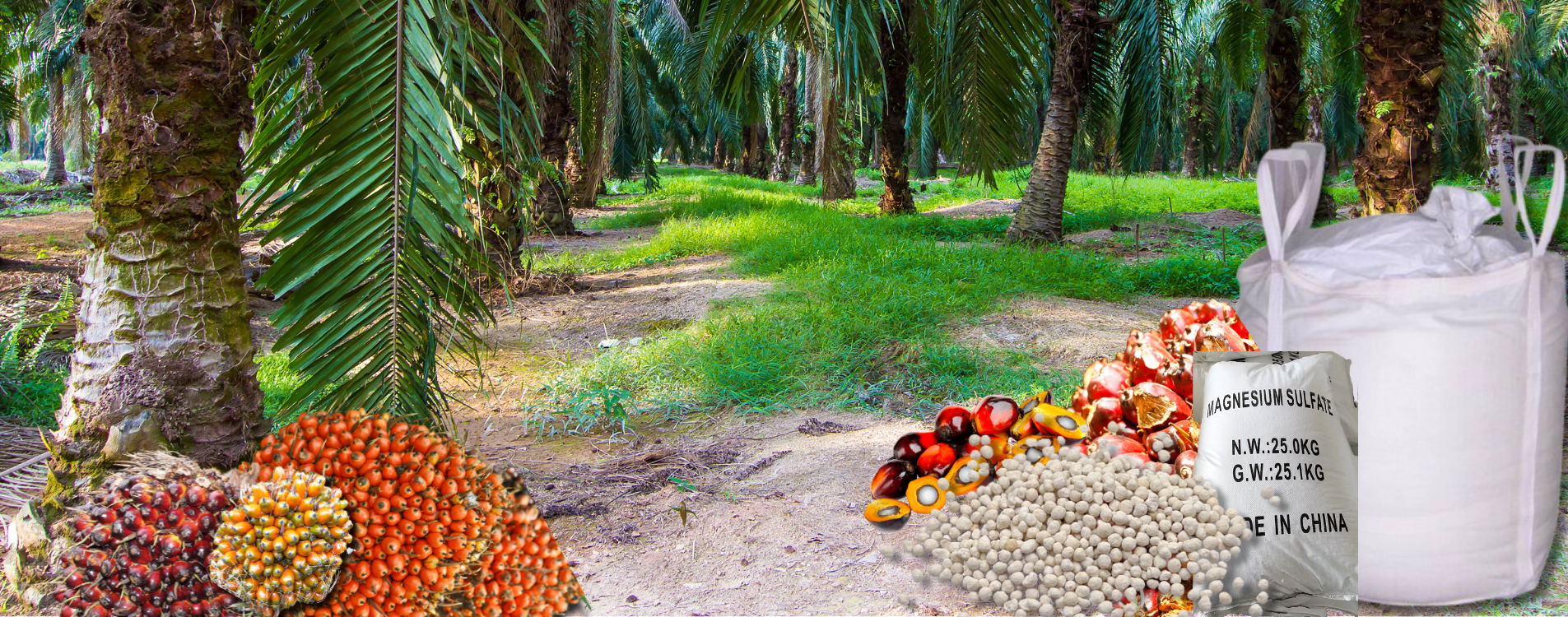 Magnesium sulfate monohydrate kieserite MgO 27% for oil palm